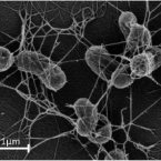 air eating microbe